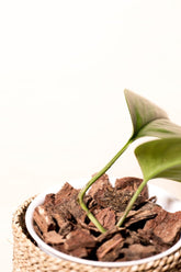 Scindapsus treubii "green form"